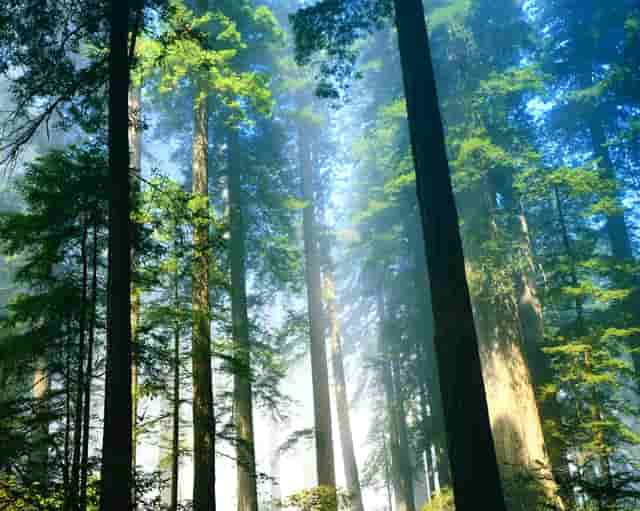 孙悟空如来取经